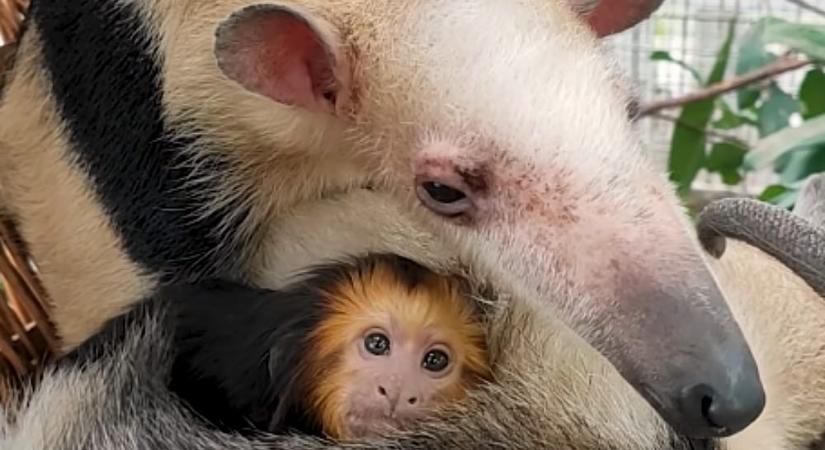 Nemhogy nem lett baj az elkobzott selyemmajmocska állatkerti beszoktatásával, de már összebújva alszik a hangyászokkal