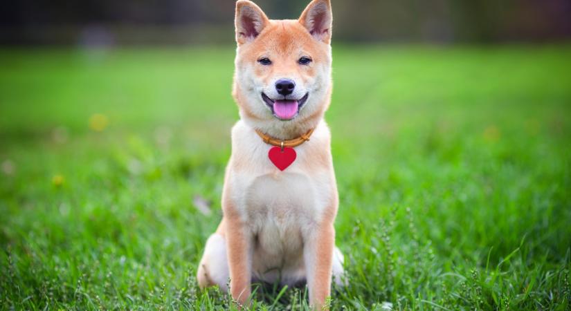 Az állatorvos elárulja, melyik kutyafajtával a legnehezebb együtt élni