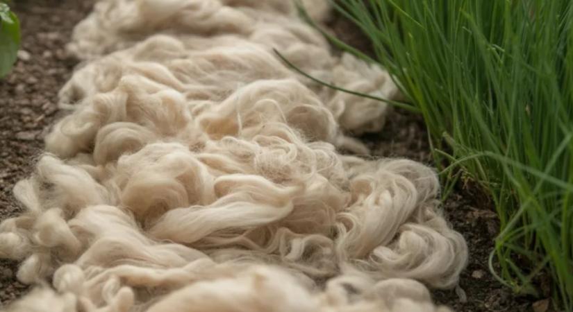 Furcsa, de ez az anyag megállítja a kártevőket vegyszerek nélkül – és teljesen lebomlik