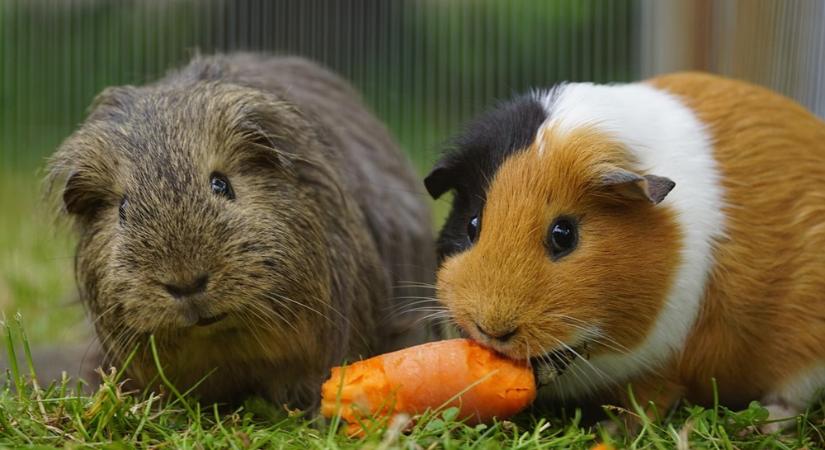 A tengerimalac nem magányos állat – miért fontos, hogy társa legyen?