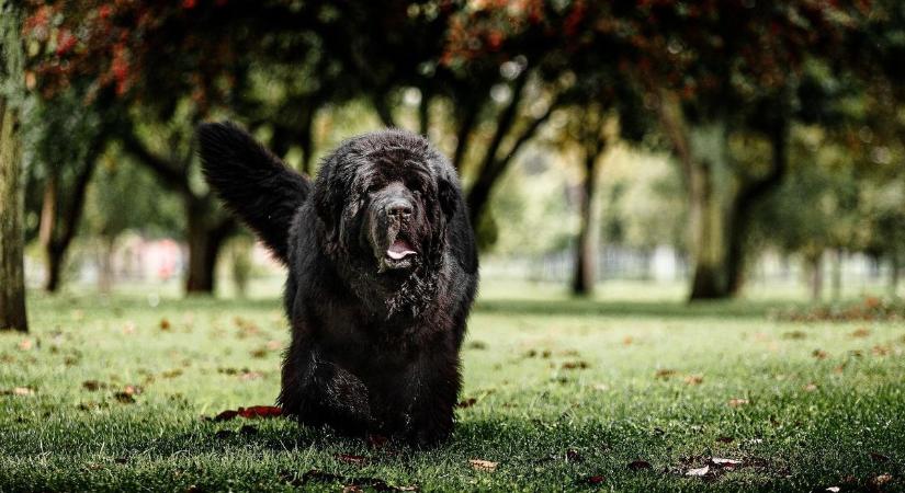 Állatkínzót köröznek: borzalmas állapotú kutyák jutottak Vasba