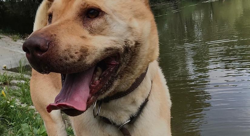 Gazdikereső: Csillogó gombszemek várnak