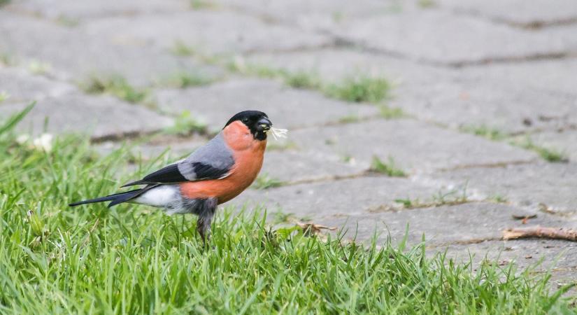 Időjárás: Porzik az Alföld, sárban úszik a Dunántúl