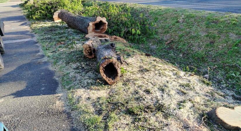 Kivágták a rábaközi falu ékét, eltűnt a templom előtti gesztenyefasor