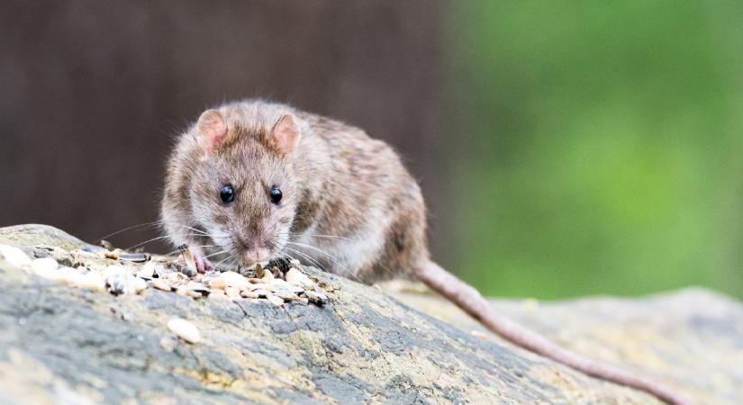 Patkányság országa