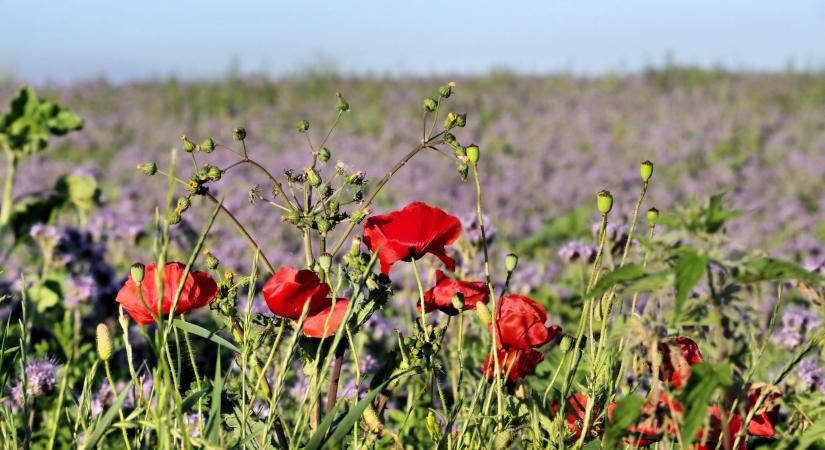 Így lehet mentesülni az AKG feltétele alól
