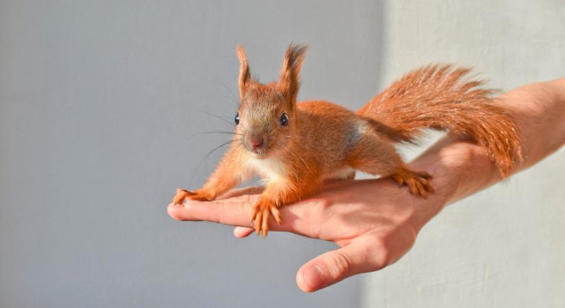 Sokan elkövetik ezt a hibát a tavaszi kertekben: ezen múlik a mókusbébik élete  Videó