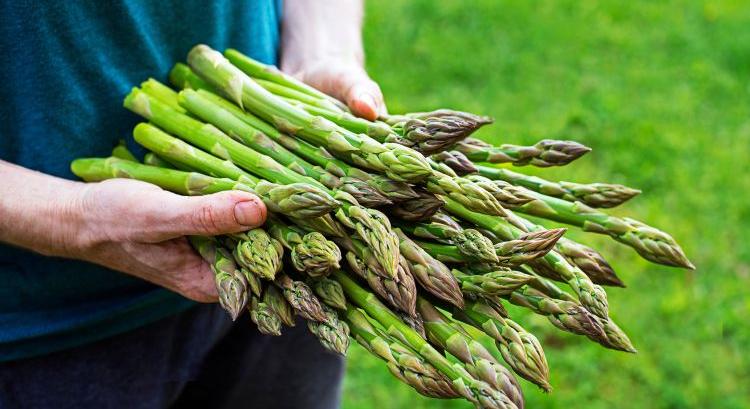 Itthon is egyre keresettebb a magyar spárga