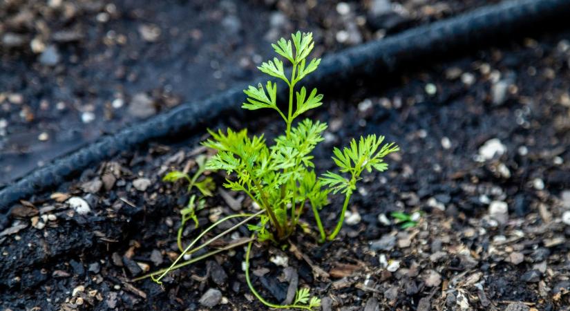 Csepegtető öntözés: megéri vagy sem a házikertben?