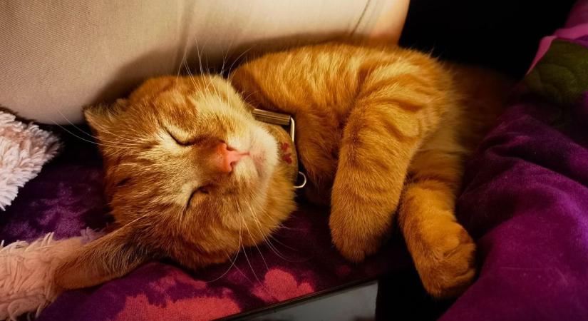 Két kilós cica vagy 80 kilós malacka – így kerülnek az ágyba olvasóink házi kedvencei (fotókkal)