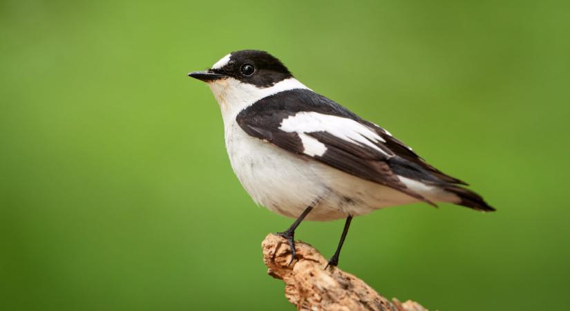 Magyarország madarai: az örvös légykapó