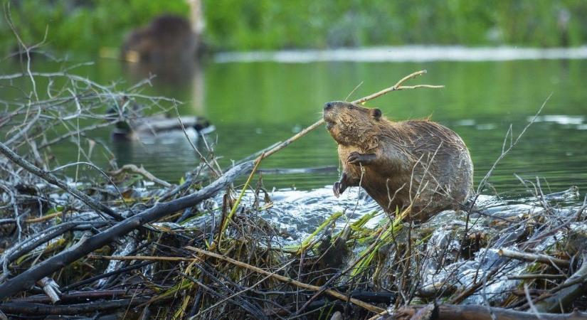 Az ökoszisztéma mérnökei, állati rekordok földi helytartói, mégis rossz a marketingjük – ilyen a hódok titkos élete