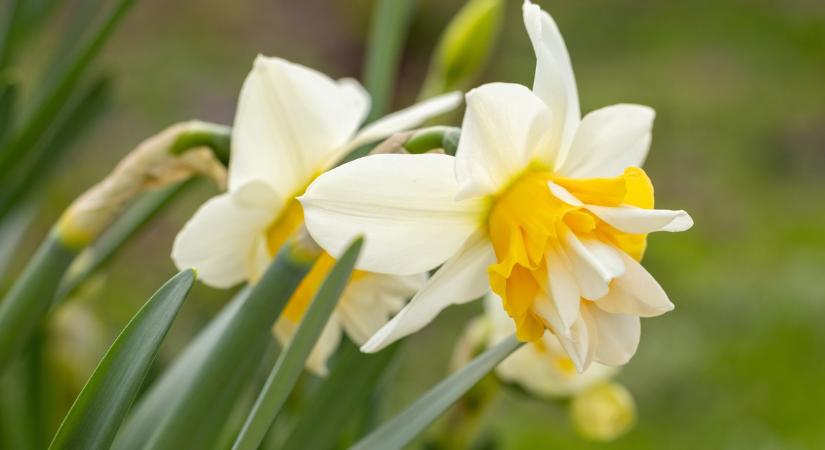 Kertész ismerősöm elárulta: ha ezt az egy apró lépést megteszed április végéig, a nárciszok jövőre is ontani fogják a virágokat