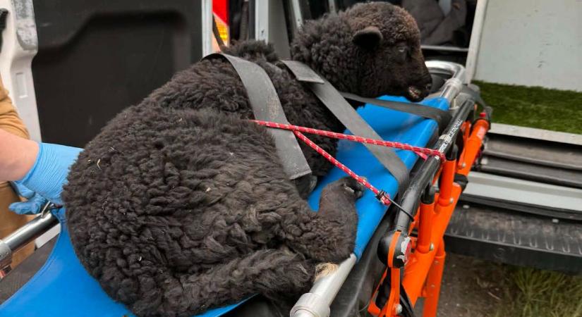 Elütötték a fekete bárányt – fotók