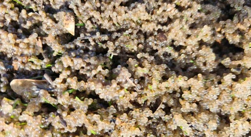 Mesterséges ívó helyeket helyeztek ki ennél a hajdú-bihari tónál! Jó szolgálatot tesznek