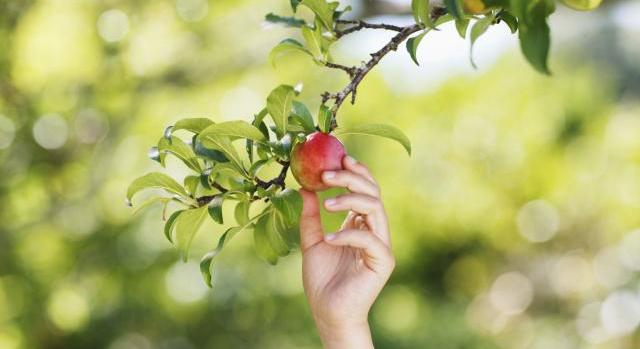 Van, ahol közel 100%-os lesz a terméskiesés – hatalmas áremelkedésre van kilátás