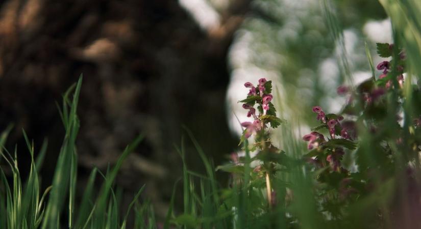 Kiszámíthatatlan égi mozgások: mire készüljünk holnap Borsodban?
