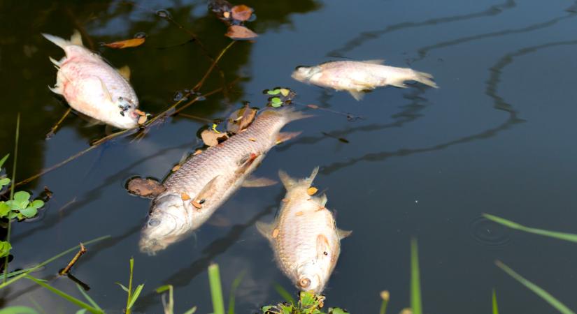 Rejtélyes méreganyag a magyar folyóban: már a rendőrség is nyomoz