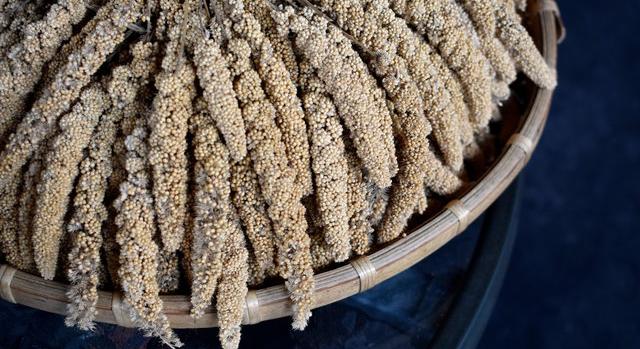 A neolitikum szuperélelmiszere volt a kujáviai köles