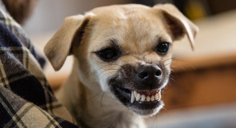 Ezért vigyázz a kistermetű kutyákkal