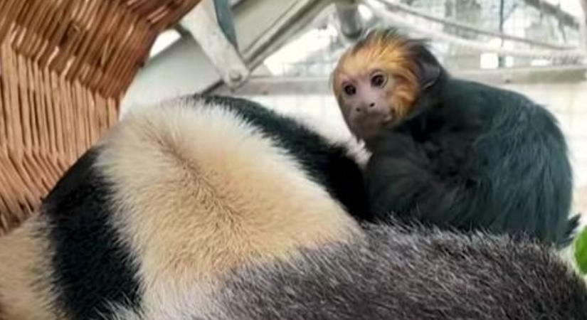 Összebújva alszanak: váratlan barátság született az állatkertben ( videó)