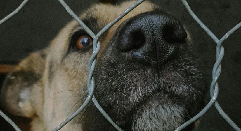 Sikoltozó majmok, vergődő kutyák: állatkísérletekről szivárogtak ki titkos laborvideók