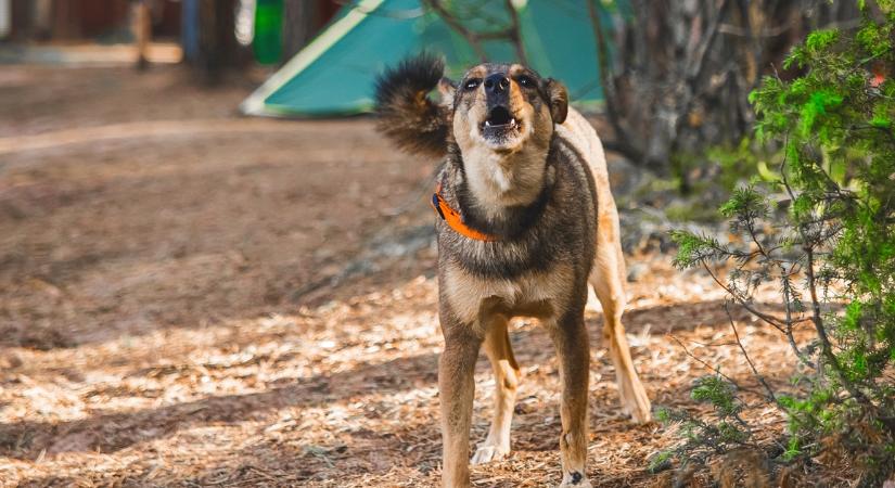 Ha megtámad egy kutya, csak ezt az egy szót mondd: megmentheti az életed