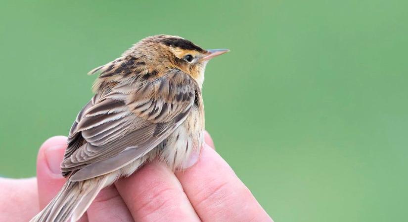 Tizennégy éve nem láttak ilyet a Hortobágyon