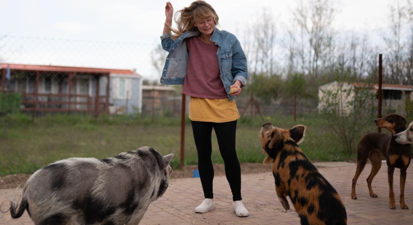 Rajong az internet népe ezekért a törpemalacokért: háziállatként tartja Rupertet, Karcsit, Dezsőt és Lottit Andi és Bence