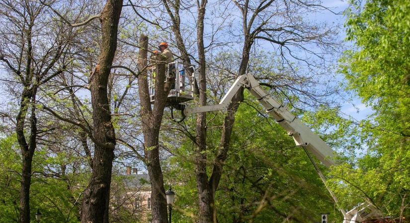 16 japánakáctól búcsúznak a kecskemétiek