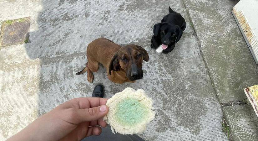 Kegyetlen állatmérgezés miatt forrong a magyar internet, a gazdi akadályozta meg a tragédiát