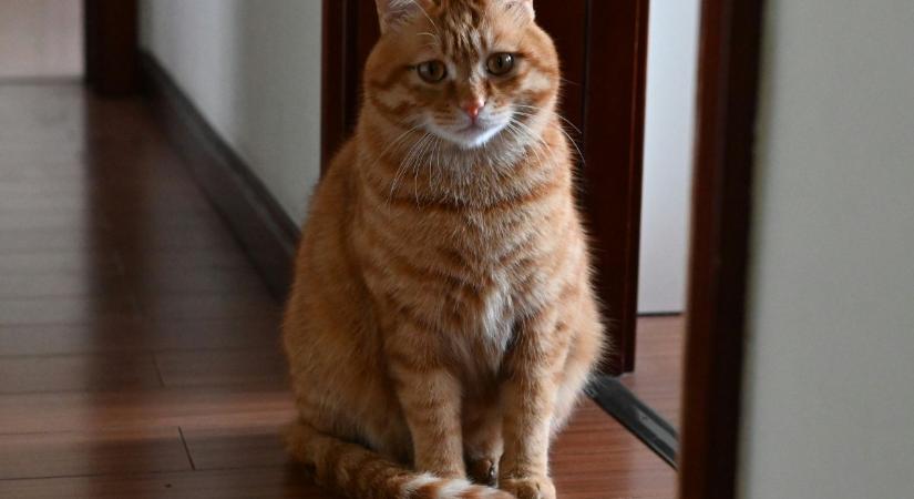 Pontosan ennyi időre hagyhatod otthon egyedül a macskád – Kevesebb mint gondolnád!