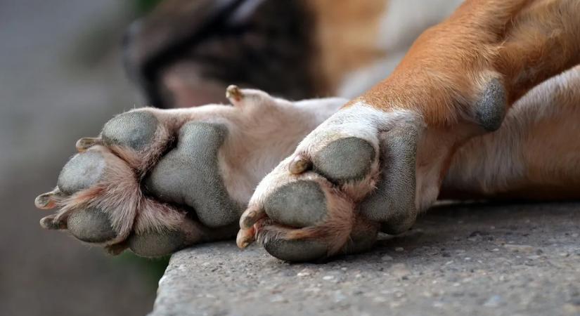 Horror Borsodivánkán: bosszúból ölte meg kutyáját egy férfi