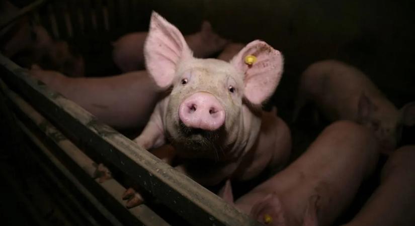 A malacok vethetnek véget a transzplantációs várólistáknak