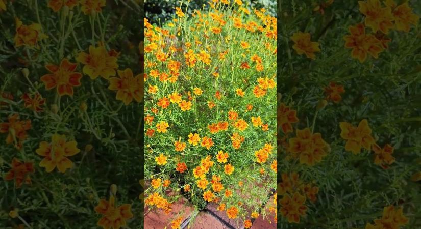 Büdöske ültetése: ezt a hibát szinte mindenki elköveti – ezért nem marad meg a kertben!