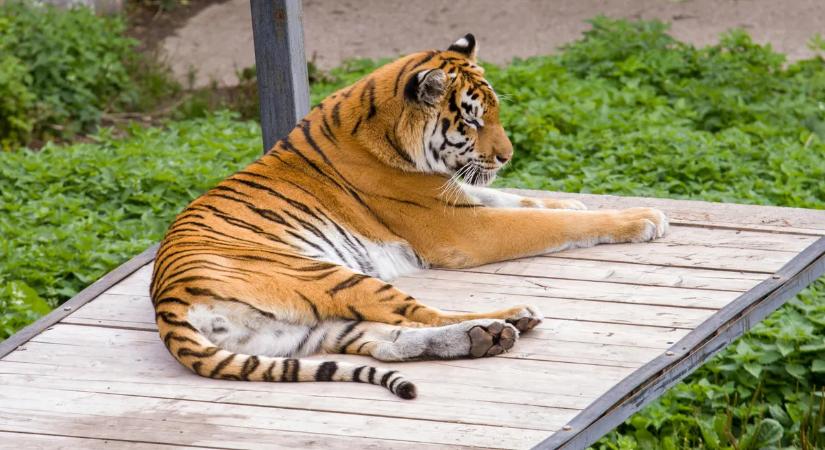 Horror a cirkuszban: Tigris szabadult a nézők közé – pánik tört ki a lelátón! – videó