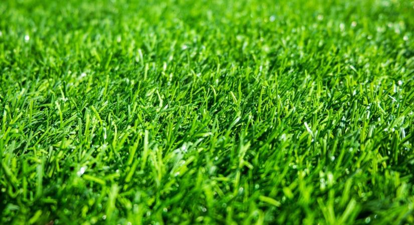 Dús, zöld fű? Ez a filléres trükk a titka!