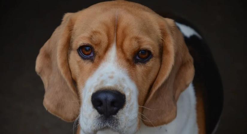 Kutyakínzás sokkolta Borsodivánkát, légpuskával végzett saját állatával az idős férfi