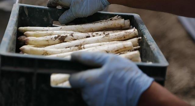 Stabil a kereslet a magyar spárga iránt a belföldi és az exportpiacokon