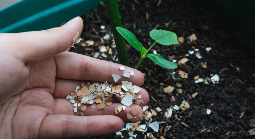 Ezért nem működik a legtöbb házi trükk a kertben