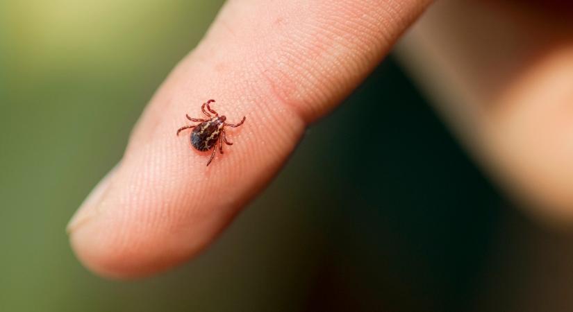 Ültesd el ezeket a növényeket, a kullancsok elmenekülnek a kertedből és az udvarodból