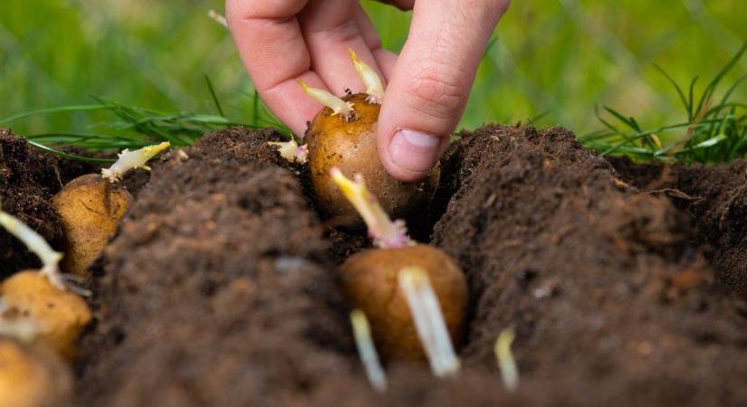 Saját burgonyatermés: ha így ülteted tavasszal, bőséges termésre számíthatsz idén