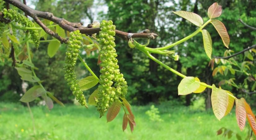 3 napos előrejelzés: Zivatar, szél és -1 fok, erre számítottál?