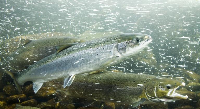 Kokainszennyezés a vizekben, kiszámíthatatlanul viselkednek tőle a lazacok
