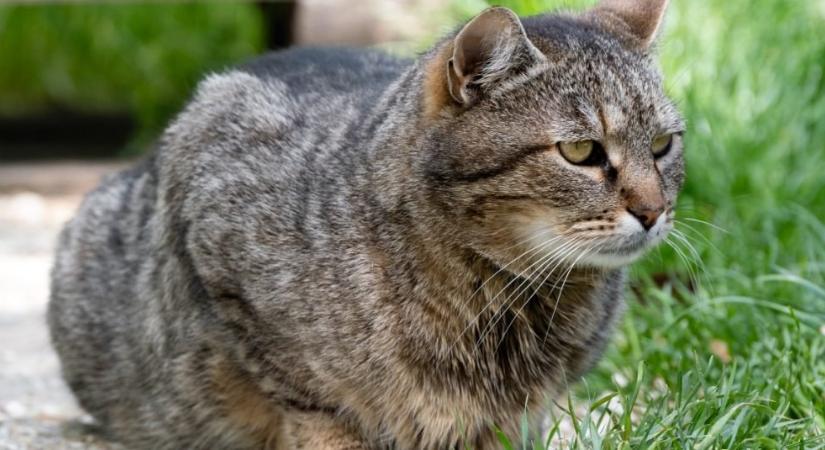 7 tavaszi méreg a ház körül: van, amelyik ártalmatlannak tűnik