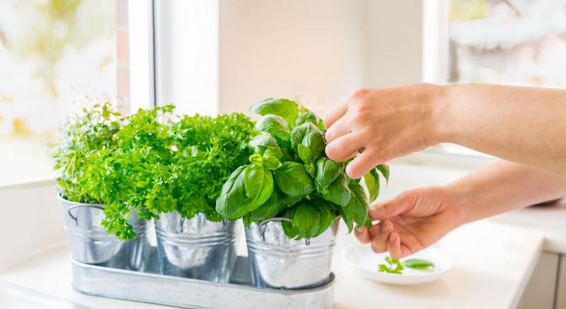 Így maradnak frissek a fűszernövényeid hetekig – a módszer, amiért rajongani fogsz