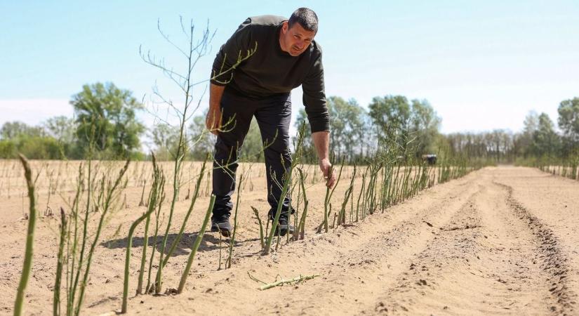 A spárga nem úszta meg, komoly károkat okozott a fagy Öttömösön – galériával