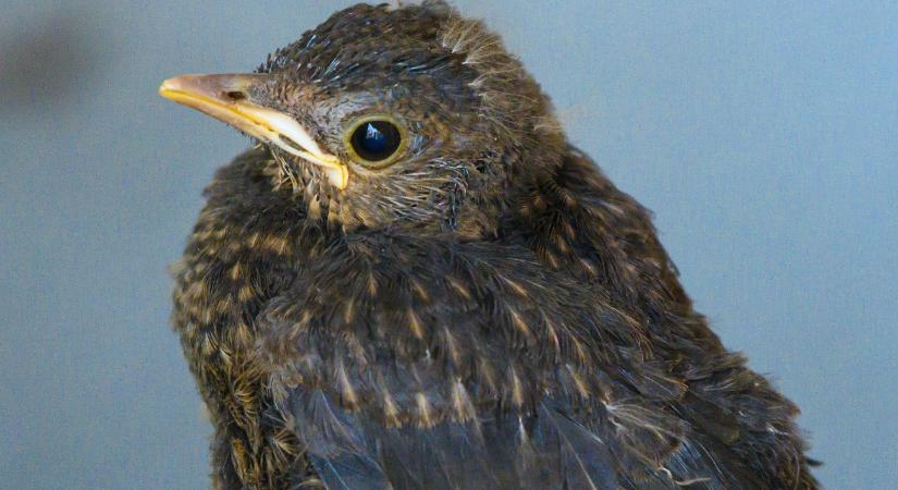 Látszatárvák lepik el Magyarországot, ne dőljön be nekik!