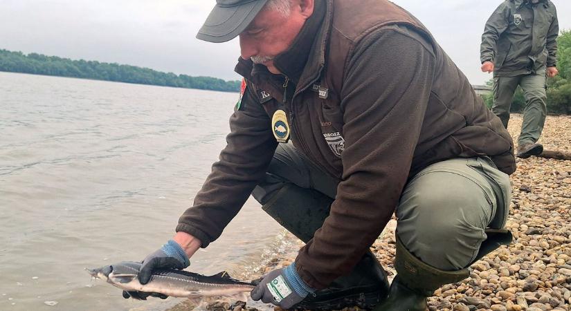 Erre a magyar horgászparadicsomra télen is kacsingat minden pecás, ritkaságszámba megy