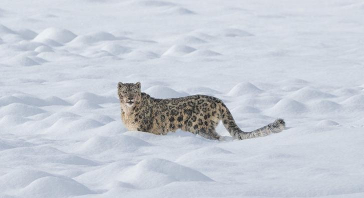 Elképesztő pillanat a természetből, így kaptak lencsevégre egy ritka hópárducot